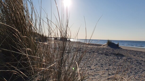 Ein Strand mit hohem Gras im Vordergrund und einem klaren Himmel.