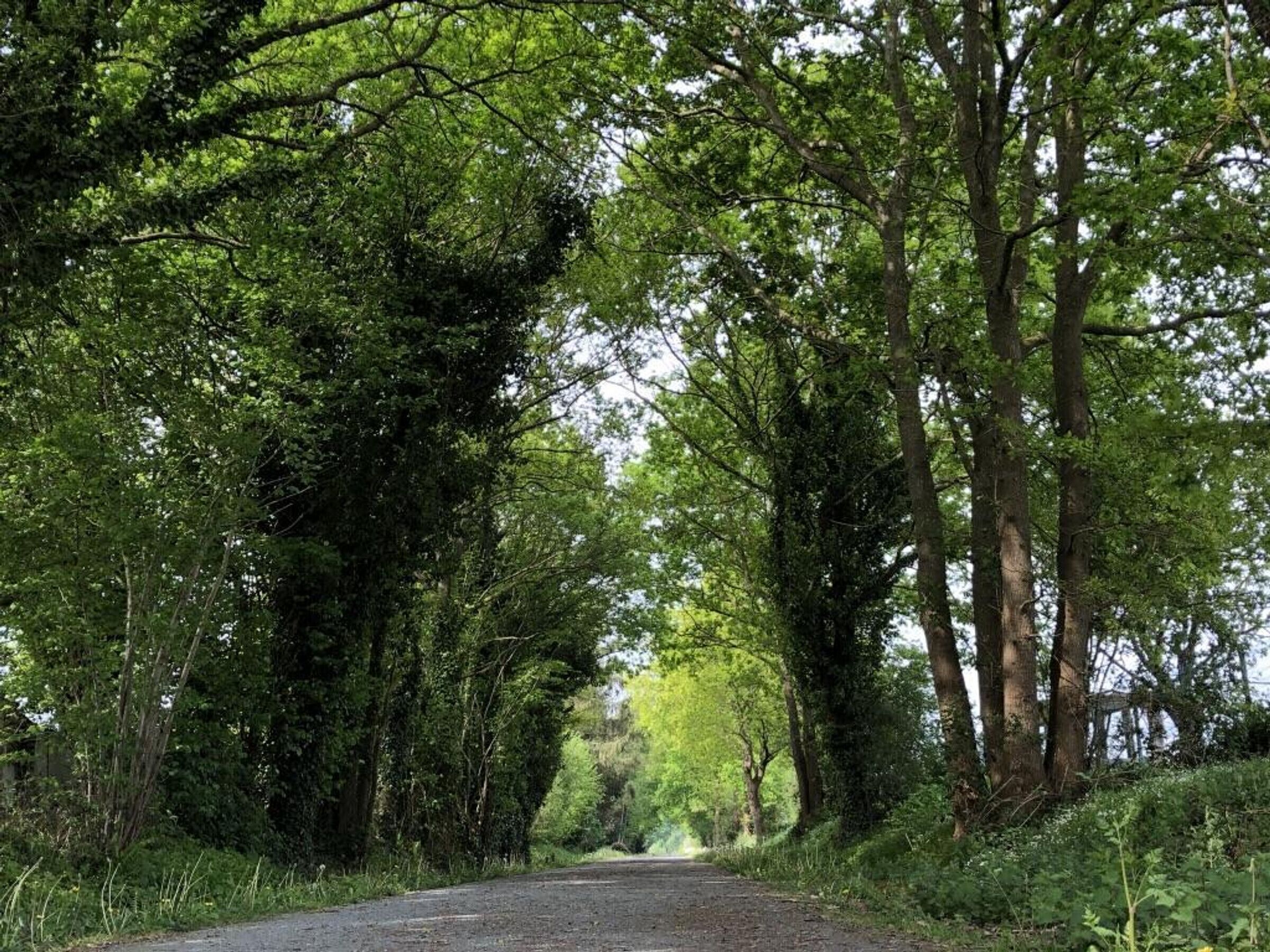 A rural road flanked by dense green foliage and trees.