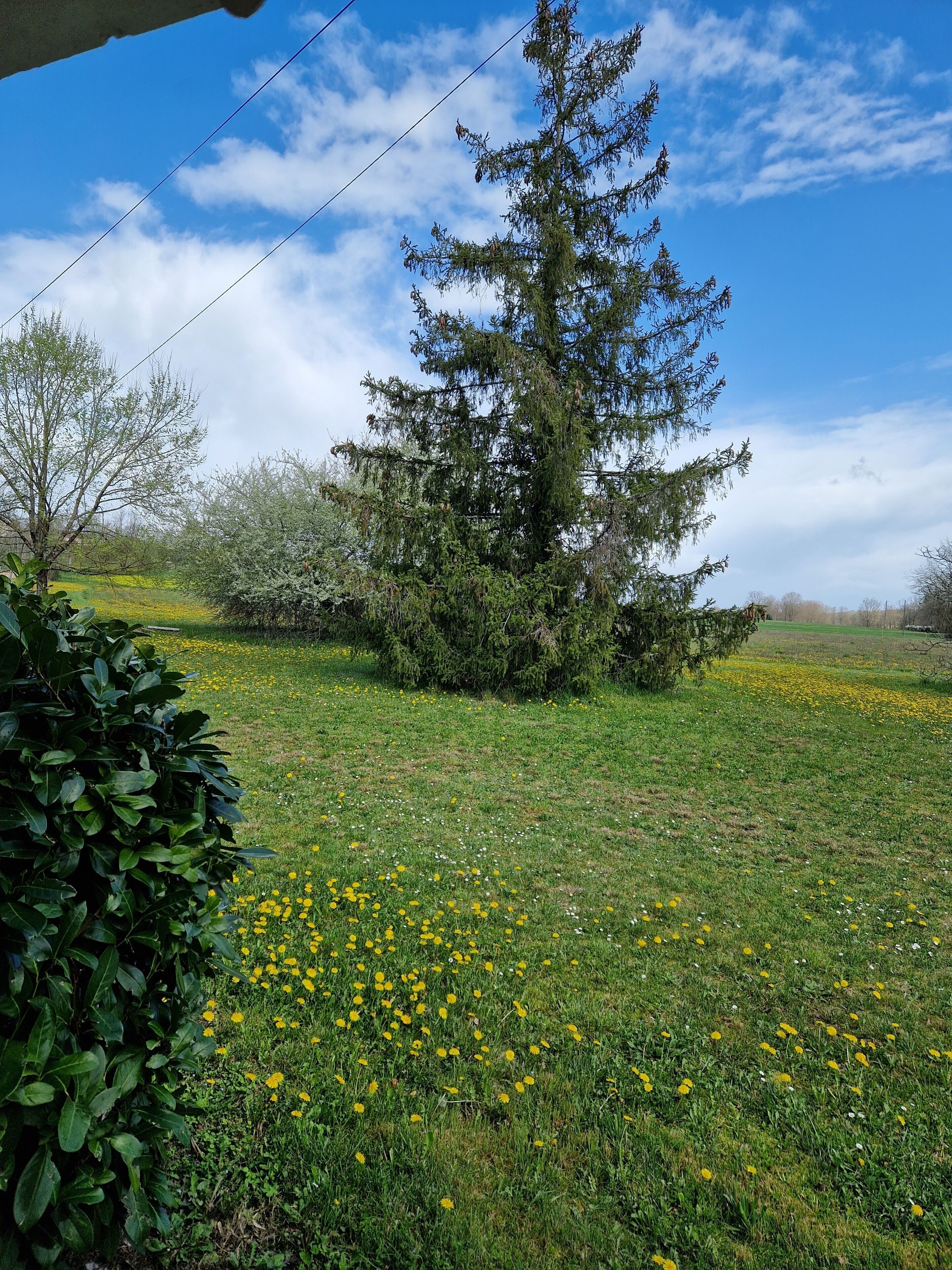 A grassy field with yellow flowers and a large evergreen tree.