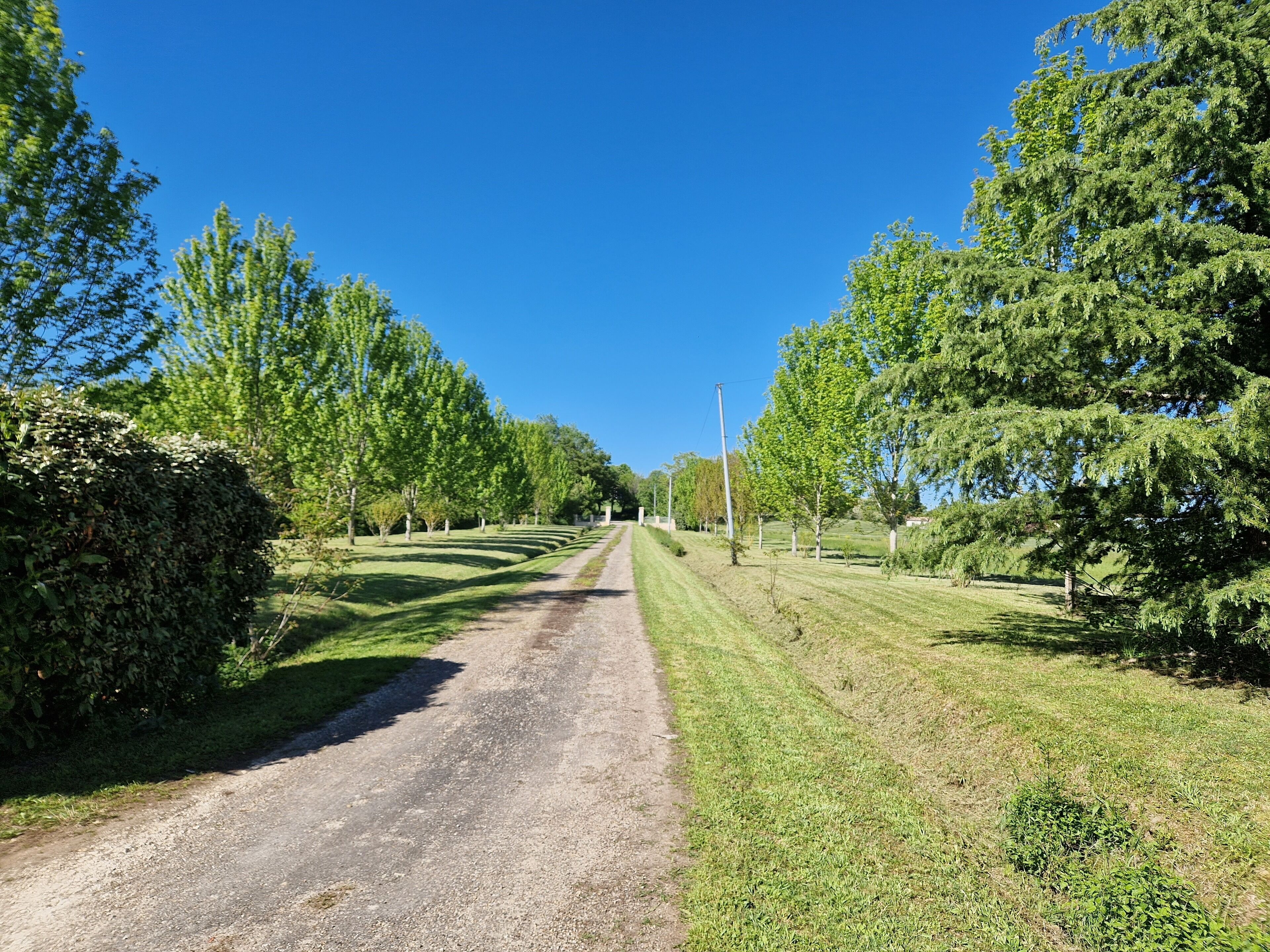 Camino rural bordeado por árboles y hierba.