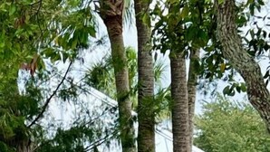 Une allée de gravier mène à un portail en bois sur lequel est apposée une plaque, le tout étant entouré d’arbres et de verdure.