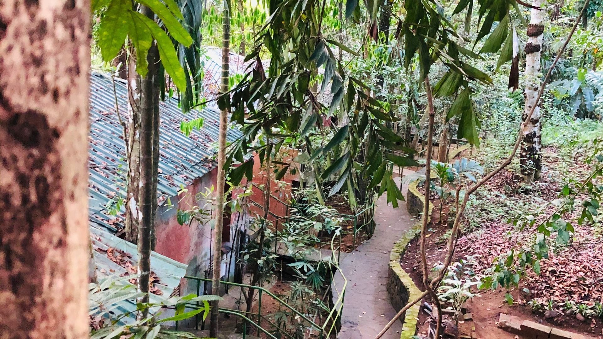Un sentier étroit bordé d’une végétation luxuriante et d’arbres.