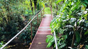 Un puente de madera en un bosque frondoso y verde.