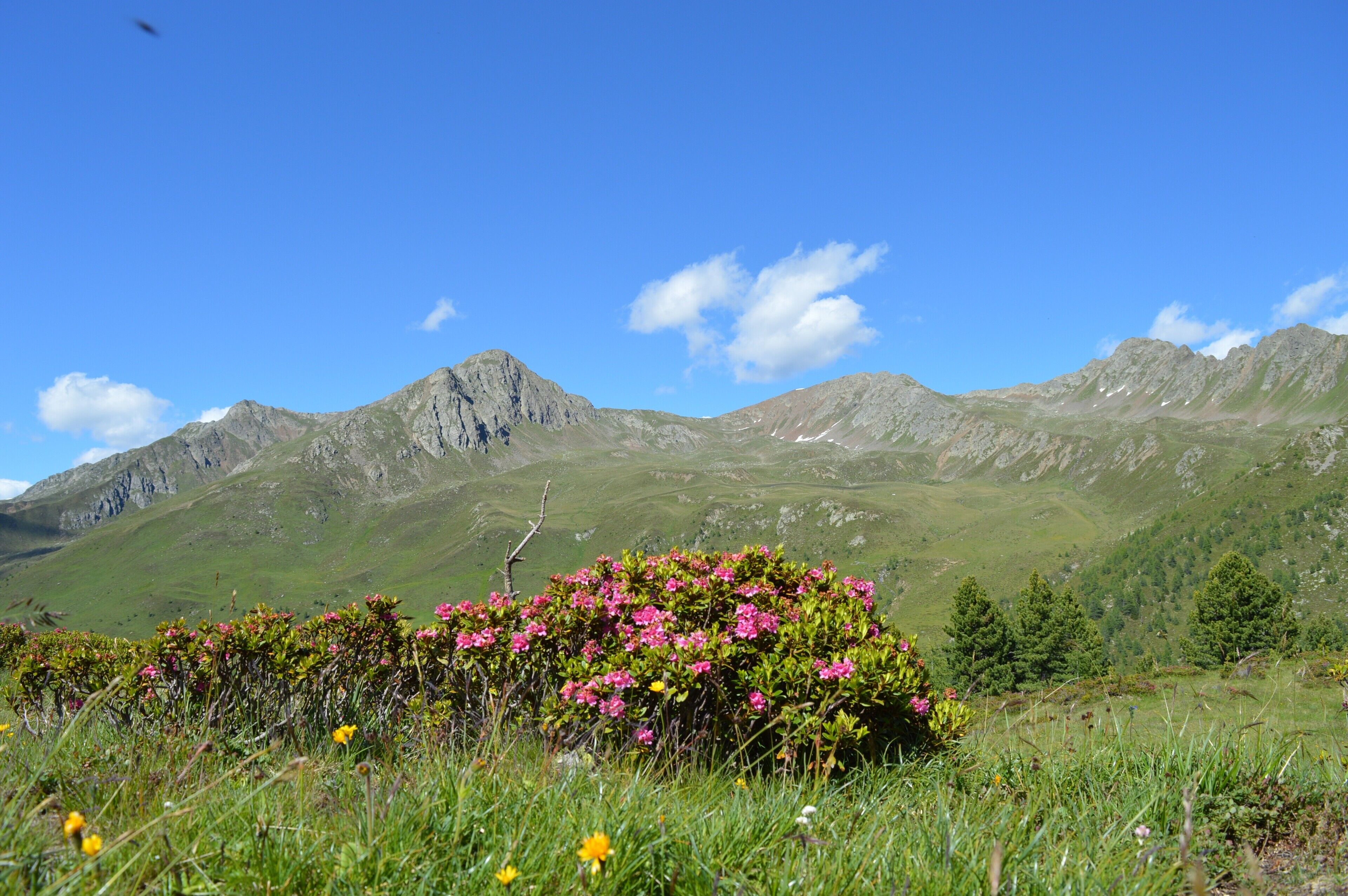 Eine Berglandschaft mit blauem Himmel, einem markanten Felsgipfel und einem Busch mit rosa Blüten im Vordergrund.
