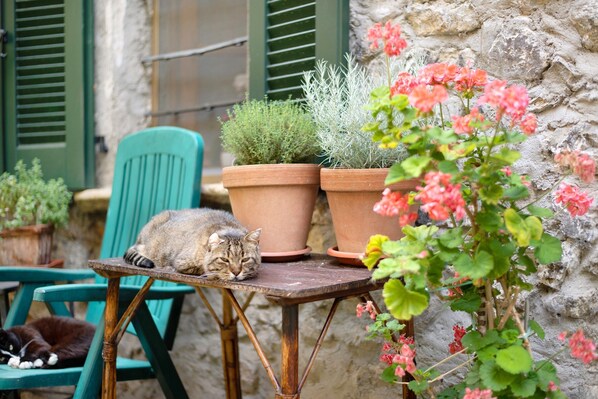 A cat resting on a table with potted plants and a chair in a rustic outdoor setting. - Workation Castle: Casa Tremezzo (Carlazzo)