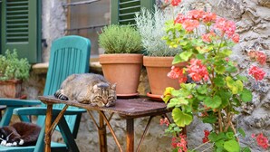 Eine Katze ruht auf einem Tisch mit Blumentöpfen und einem Stuhl.