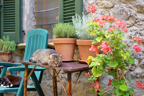 Um gato descansando sobre uma mesa com plantas em vasos e uma cadeira.