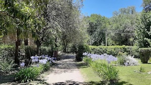 A garden pathway with various plants and flowers.
