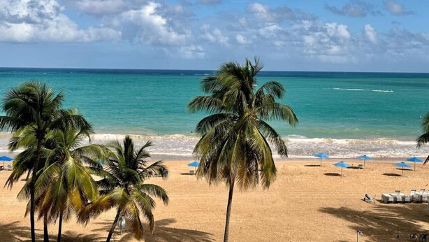 Una playa con palmeras y un cielo azul despejado.