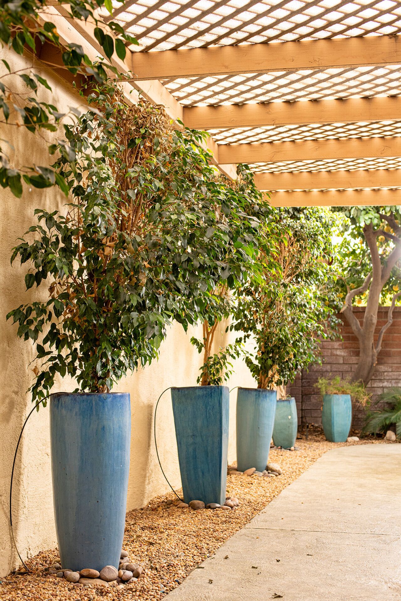 A row of large blue planters with lush green plants along a concrete pathway under a wooden pergola.