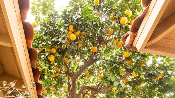 Un arbre chargé de nombreux citrons, adossé à un mur de briques.