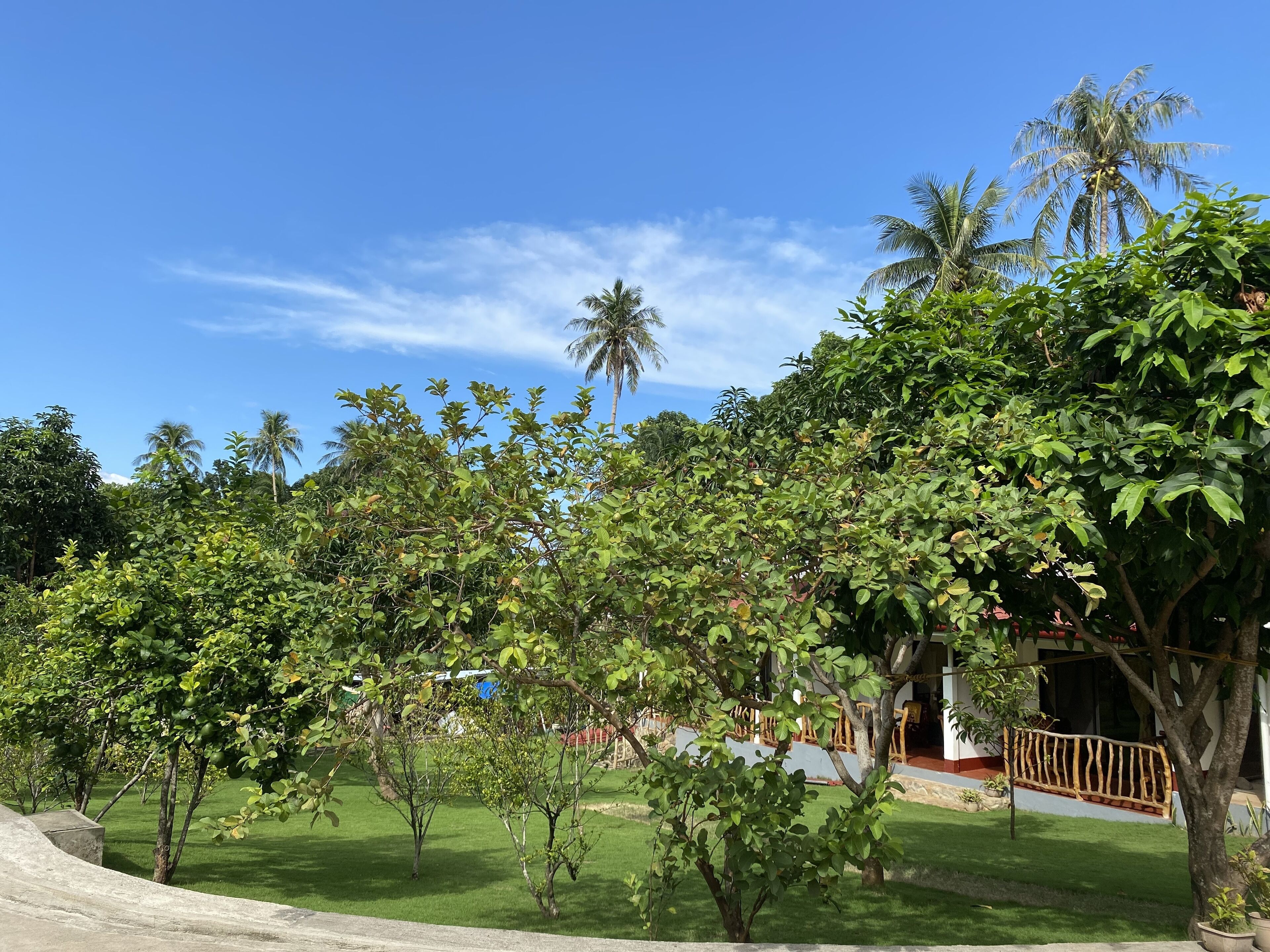 A lush garden with palm trees and various shrubs, a concrete pathway, and a wooden fence.
