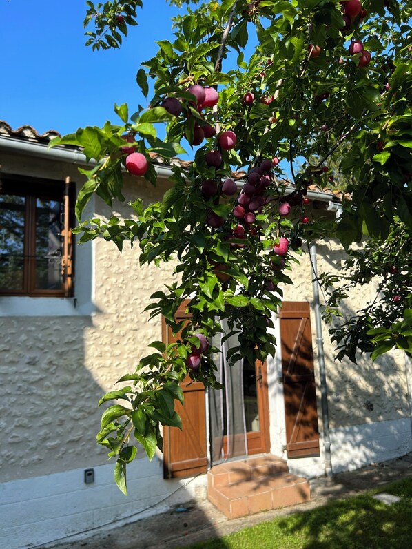 Exterior detail - Rural cottage with pool, secluded garden (Saint-Martin-de-Ribérac)