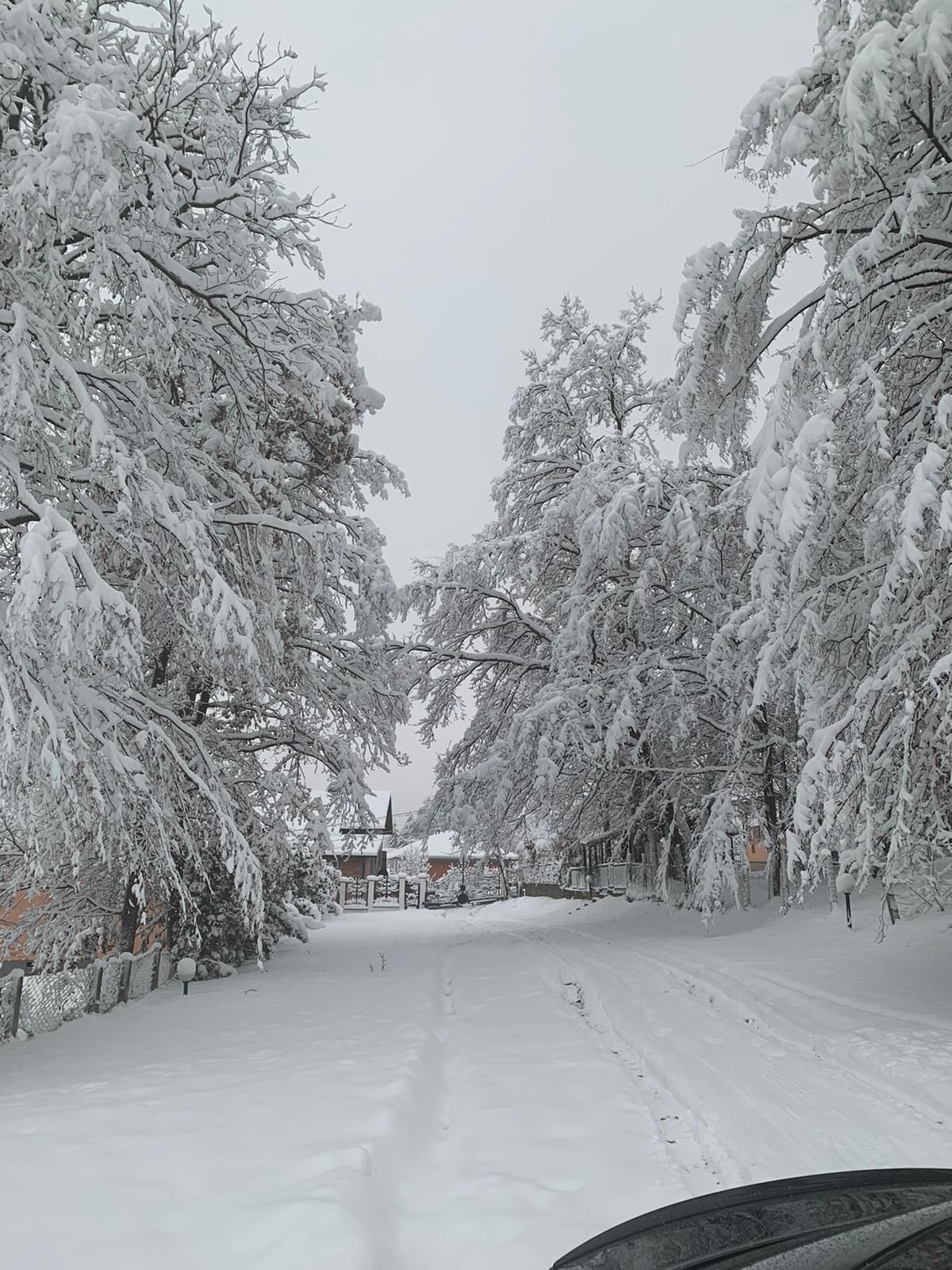A snow-covered street with trees on both sides.