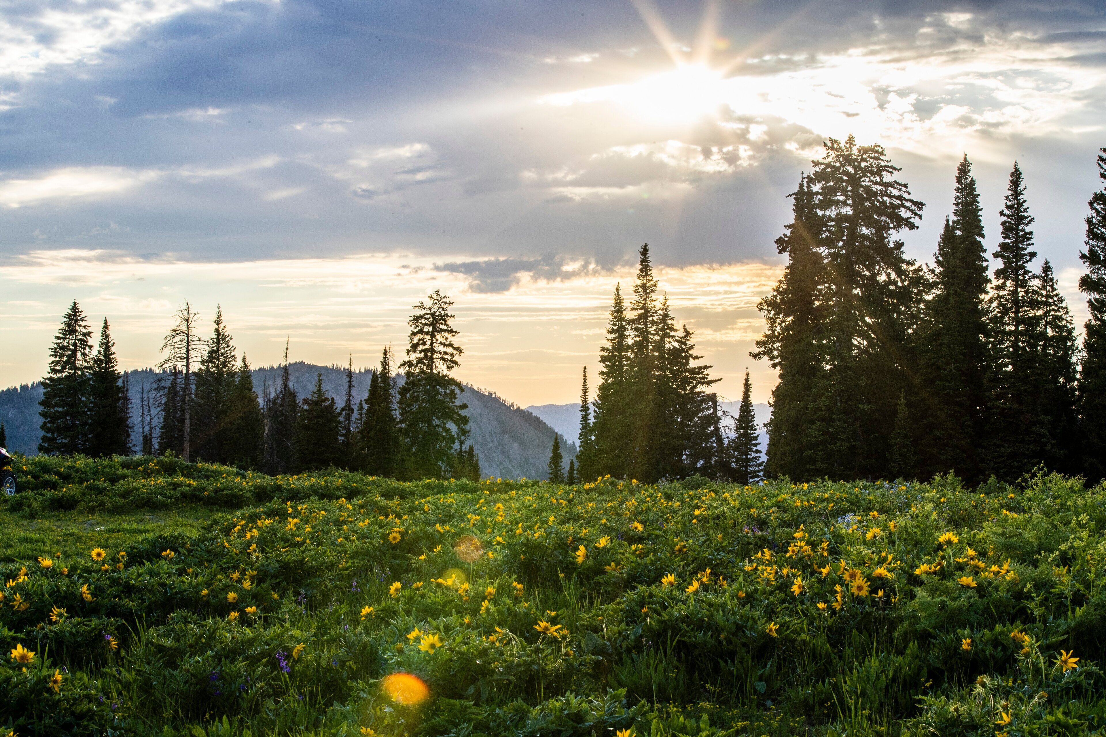 A mountainous landscape with a field of yellow wildflowers and tall evergreen trees under a partly cloudy sky.