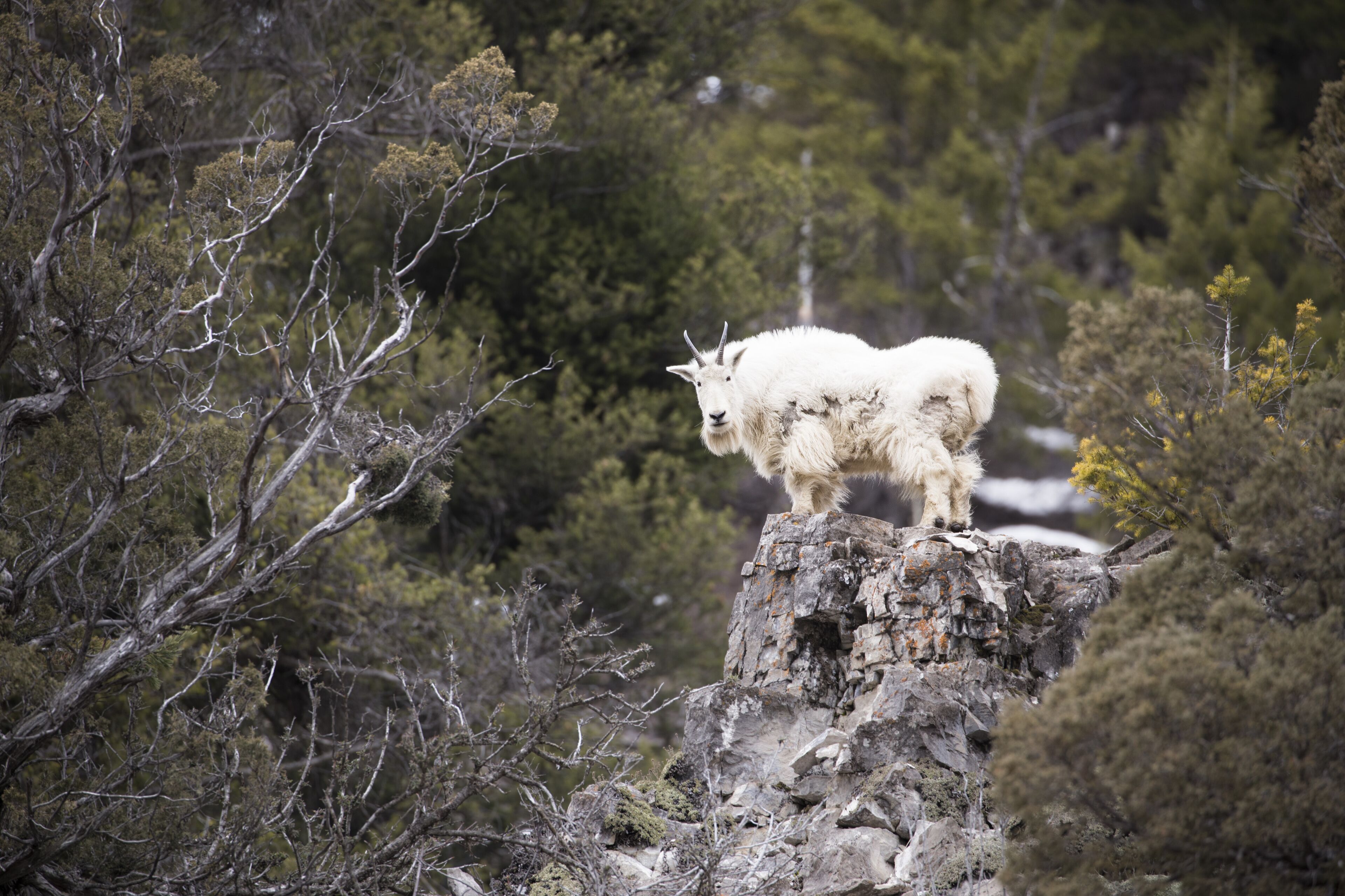 Une chèvre de montagne se tient sur un promontoire rocheux, entourée d’arbres.
