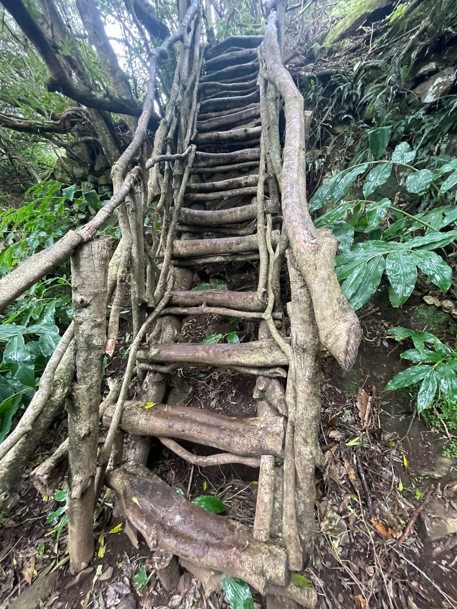 Uma ponte de madeira feita de toras numa floresta.