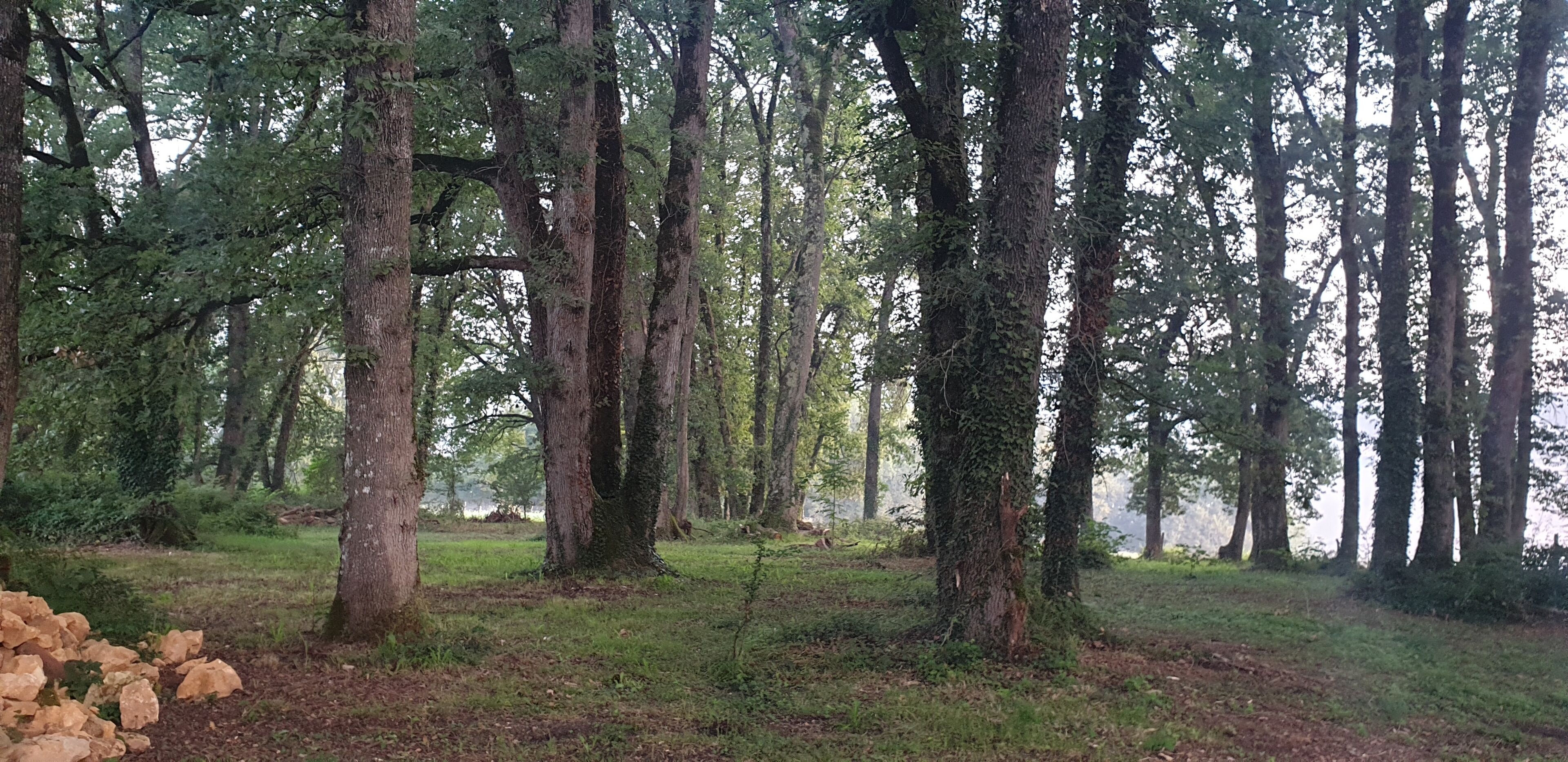 A forested area with tall trees and a pile of rocks in the foreground.