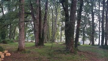 A forested area with tall trees and a pile of rocks in the foreground.