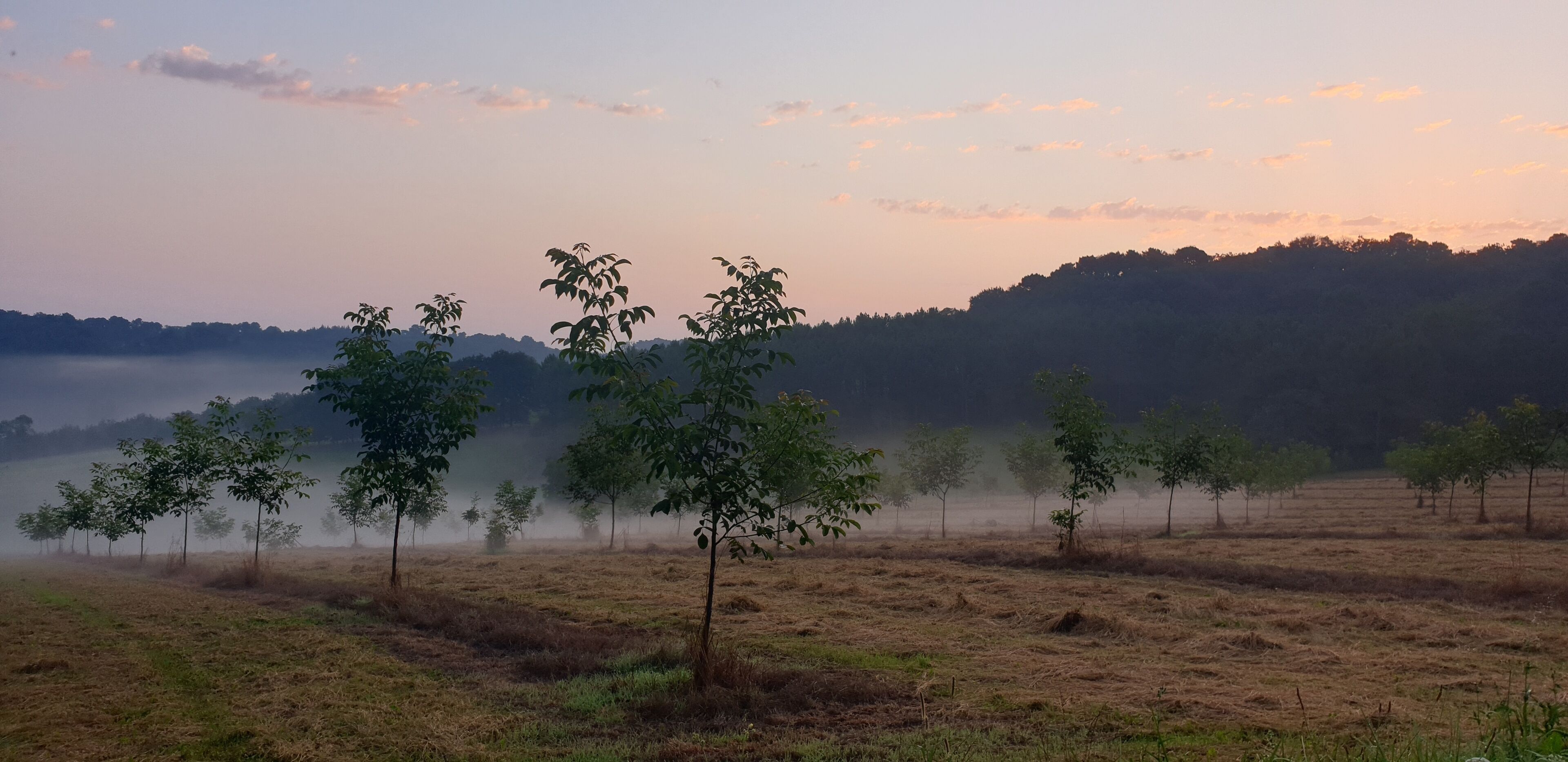 Een mistig landschap met bomen en een heuvelachtige achtergrond.
