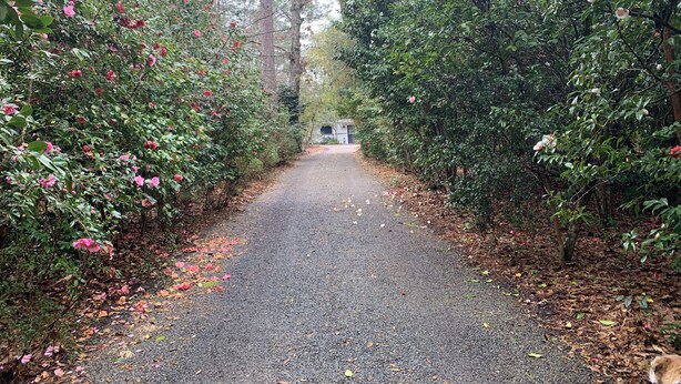 A gravel path flanked by dense foliage and trees, leading to a small structure in the distance.