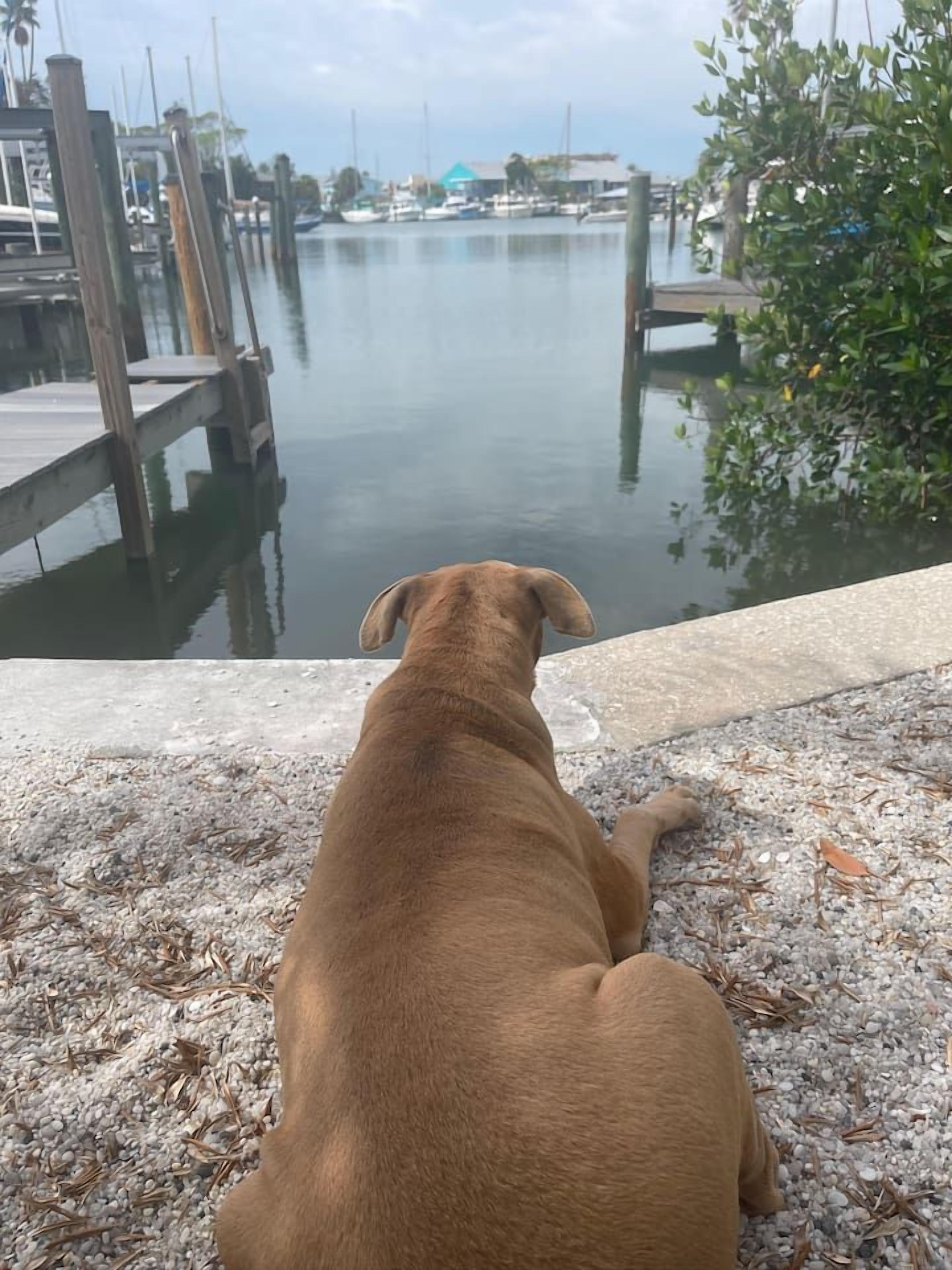 A dog sitting on a concrete surface overlooking a calm body of water with docks and boats in the background.