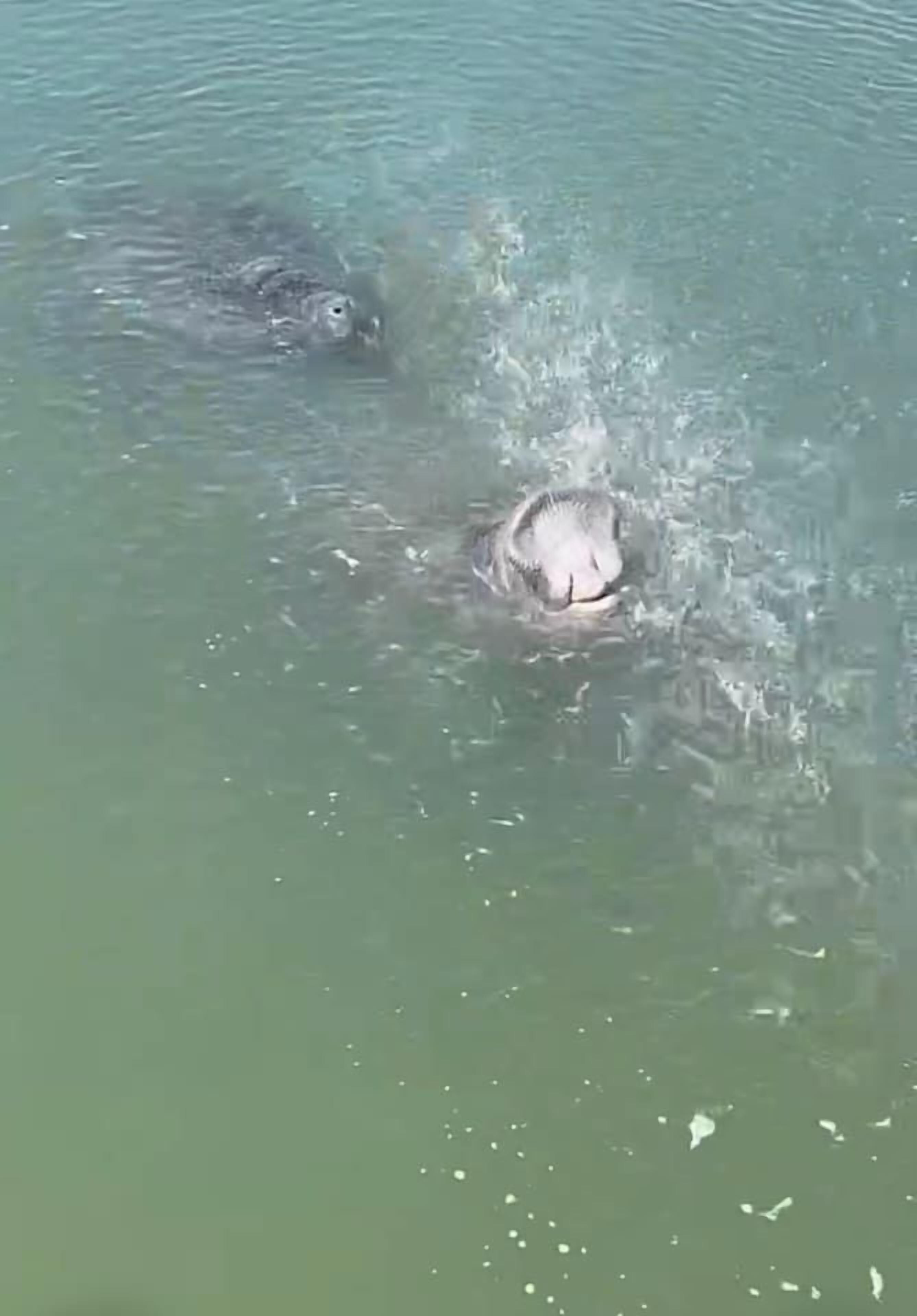 Ein Gewässer, in dem eine Person schwimmt.