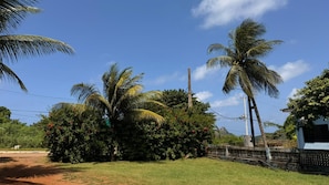 Paisagem rural com palmeiras, uma cerca e um poste de eletricidade.