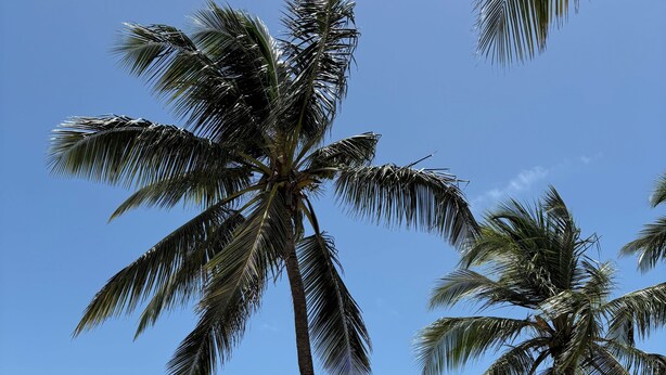 A beach with palm trees and a clear view of the ocean.
