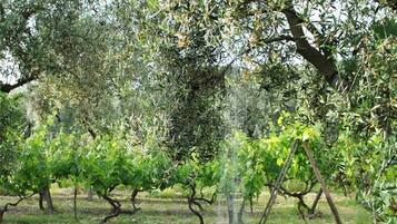 Villa, 3 camere da letto, terrazzo, vista piscina | Giardino