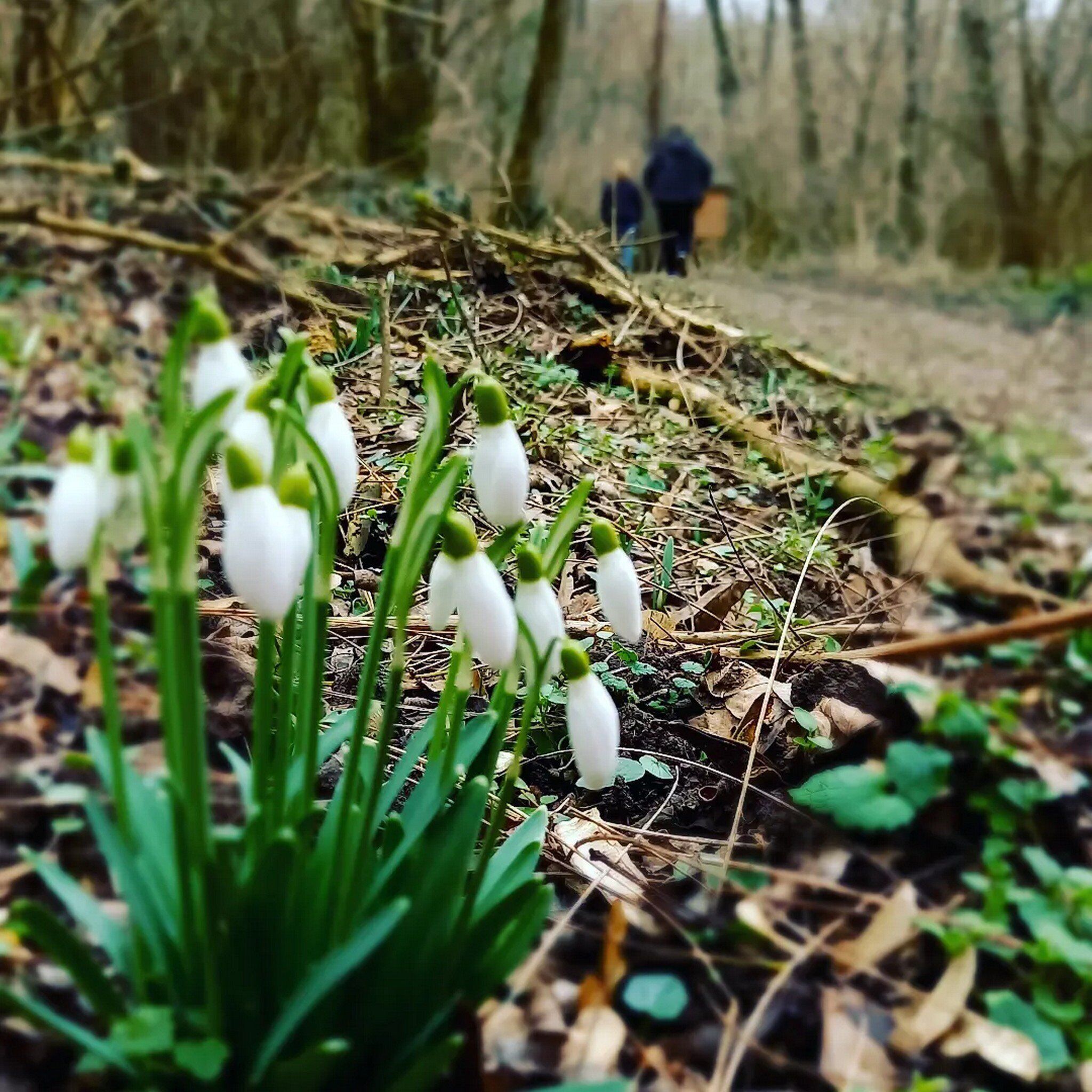 A forest floor with snowdrops and a person walking in the background.