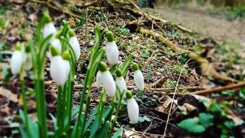 A forest floor with snowdrops and a person walking in the background.
