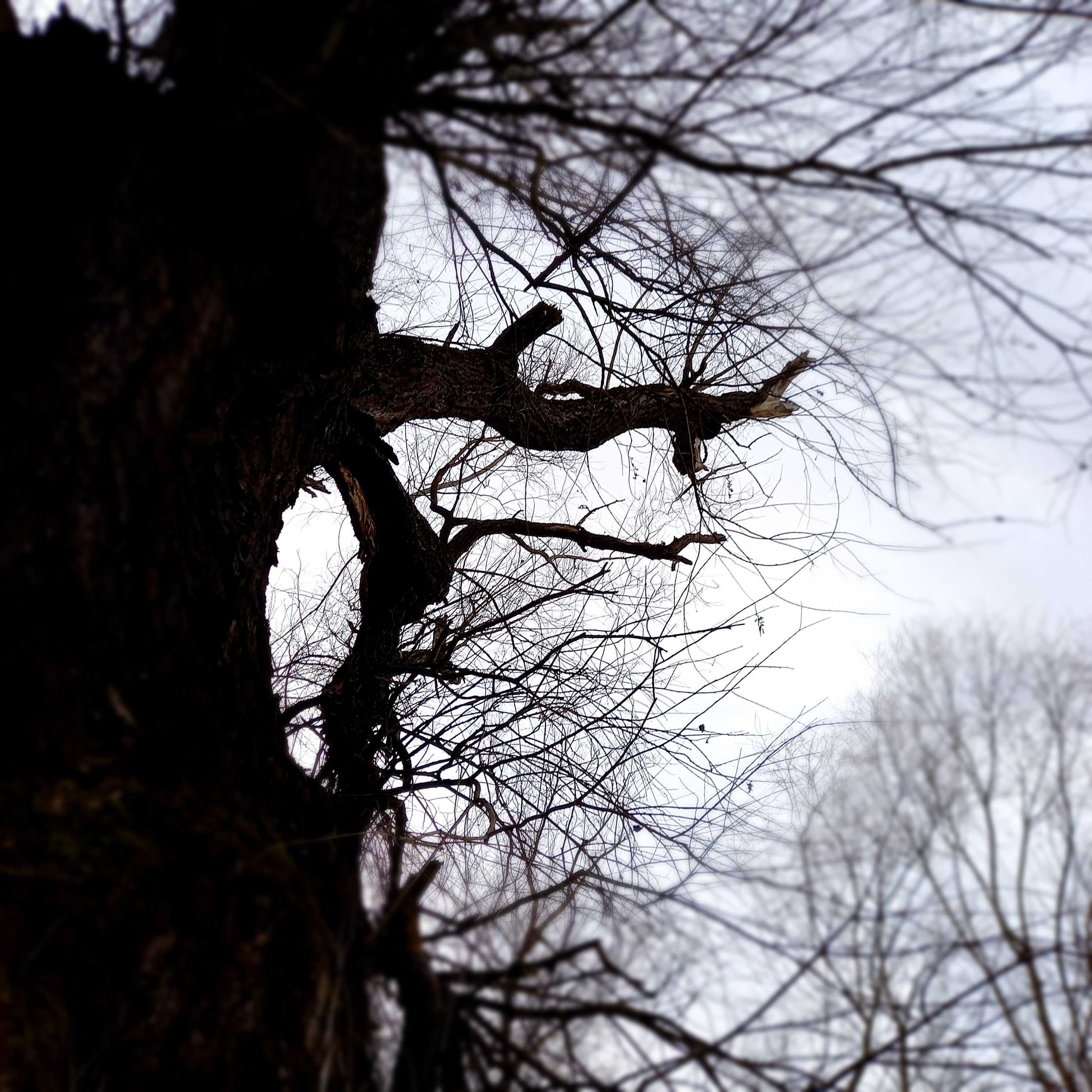 Un arbre aux branches nues se dressant devant un ciel nuageux.