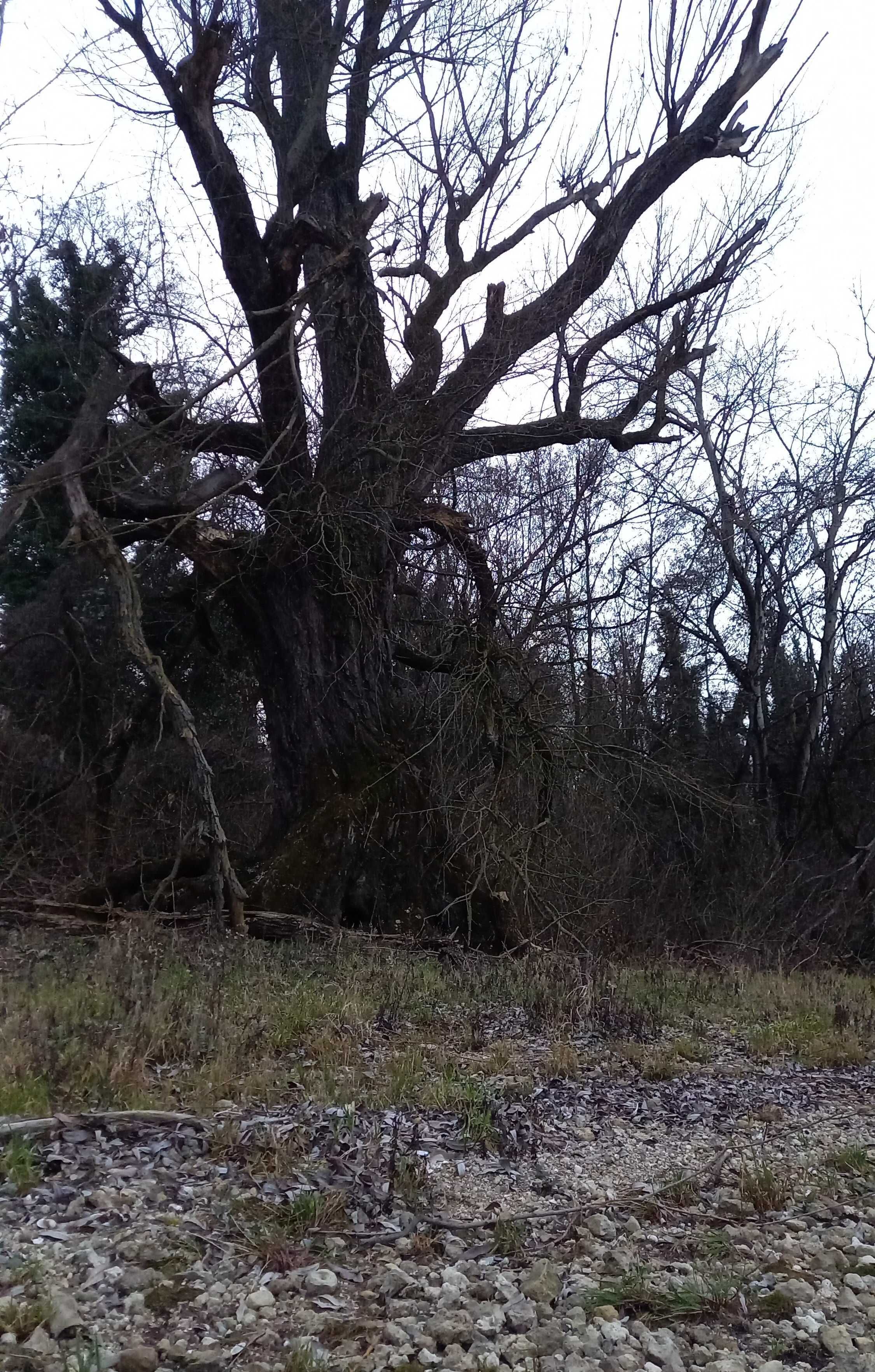 A large, leafless tree in a natural setting with rocky ground and sparse vegetation.