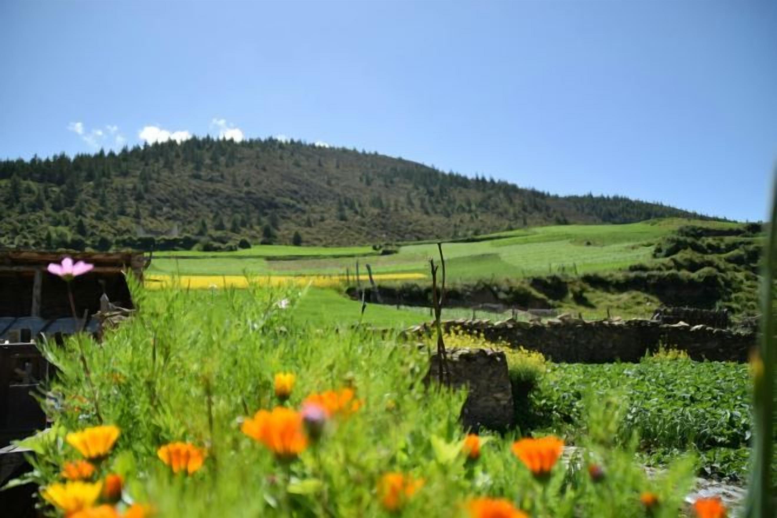 A rural landscape with a field, a stone wall, and a hill in the background.