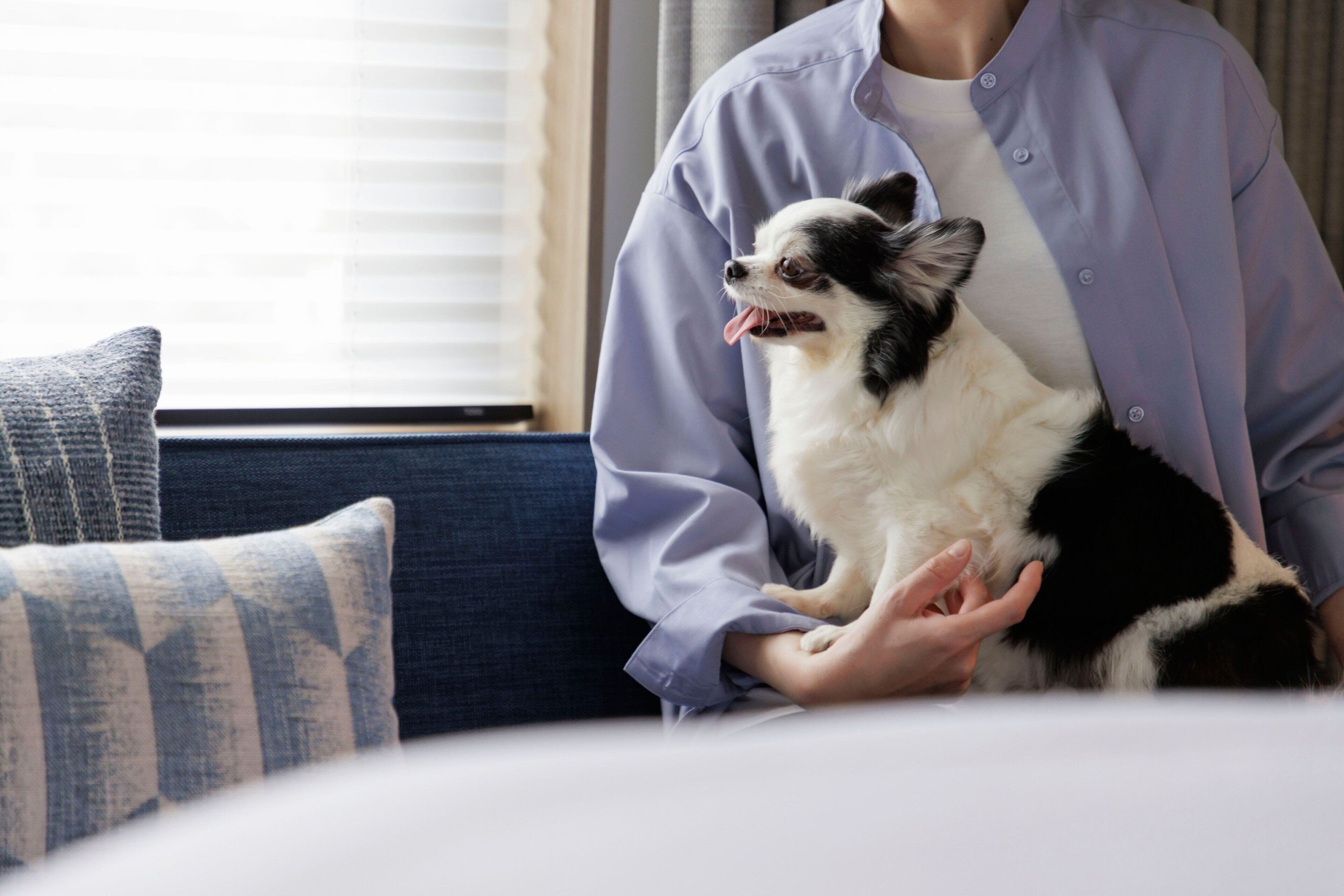 Eine Person hält einen kleinen Hund auf einem Sofa.