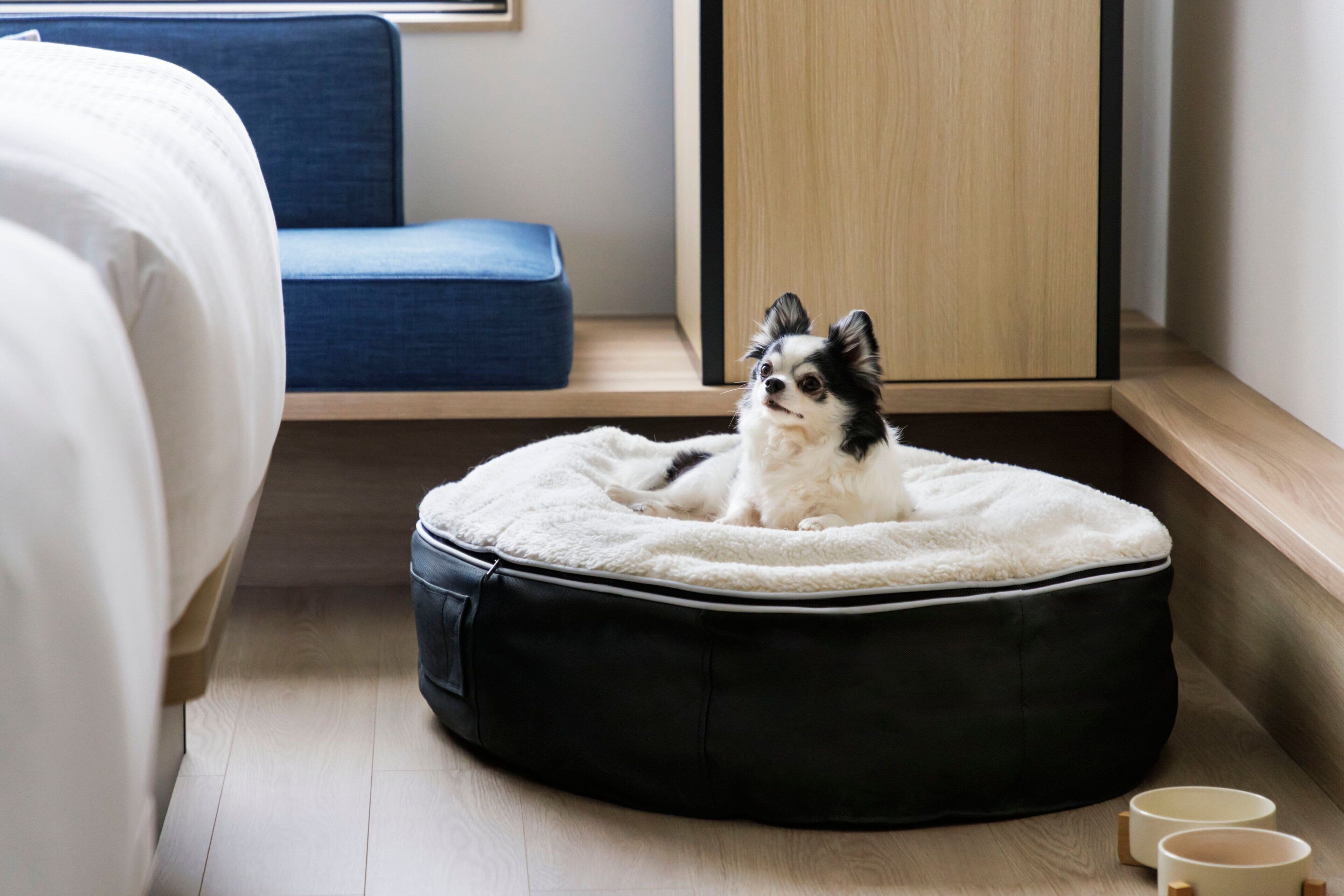 Uma cama para cachorro em um quarto com uma cama, uma cadeira azul e um armário de madeira.