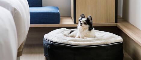 Uma cama para cachorro em um quarto com uma cama, uma cadeira azul e um armário de madeira.