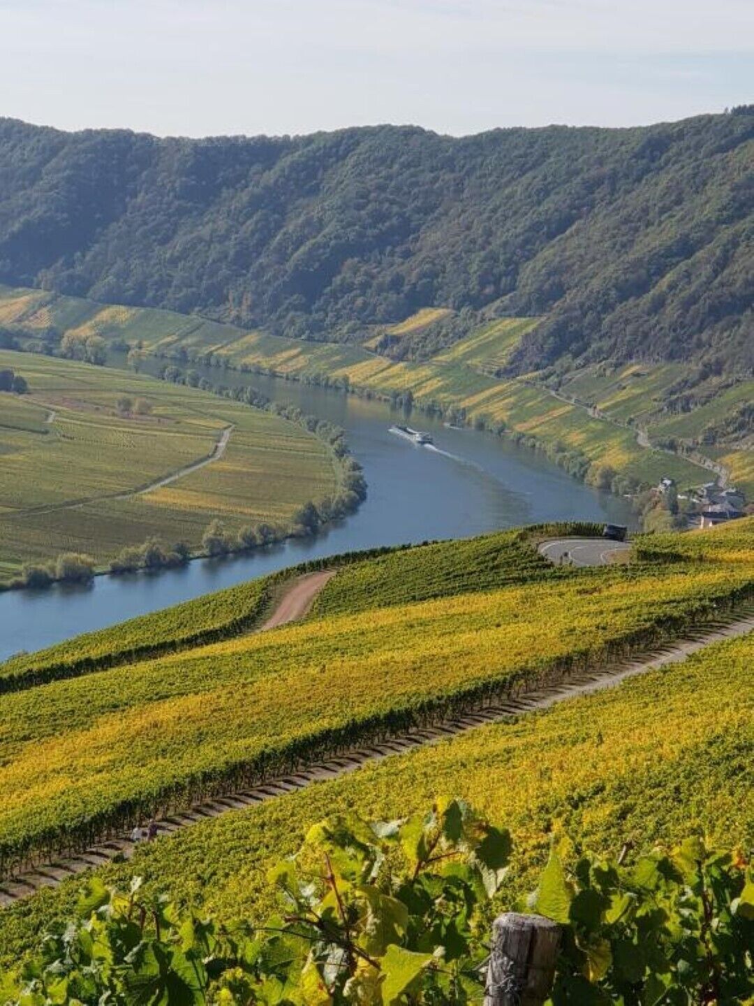 Un vignoble avec des rangées de vignes et une rivière en arrière-plan.