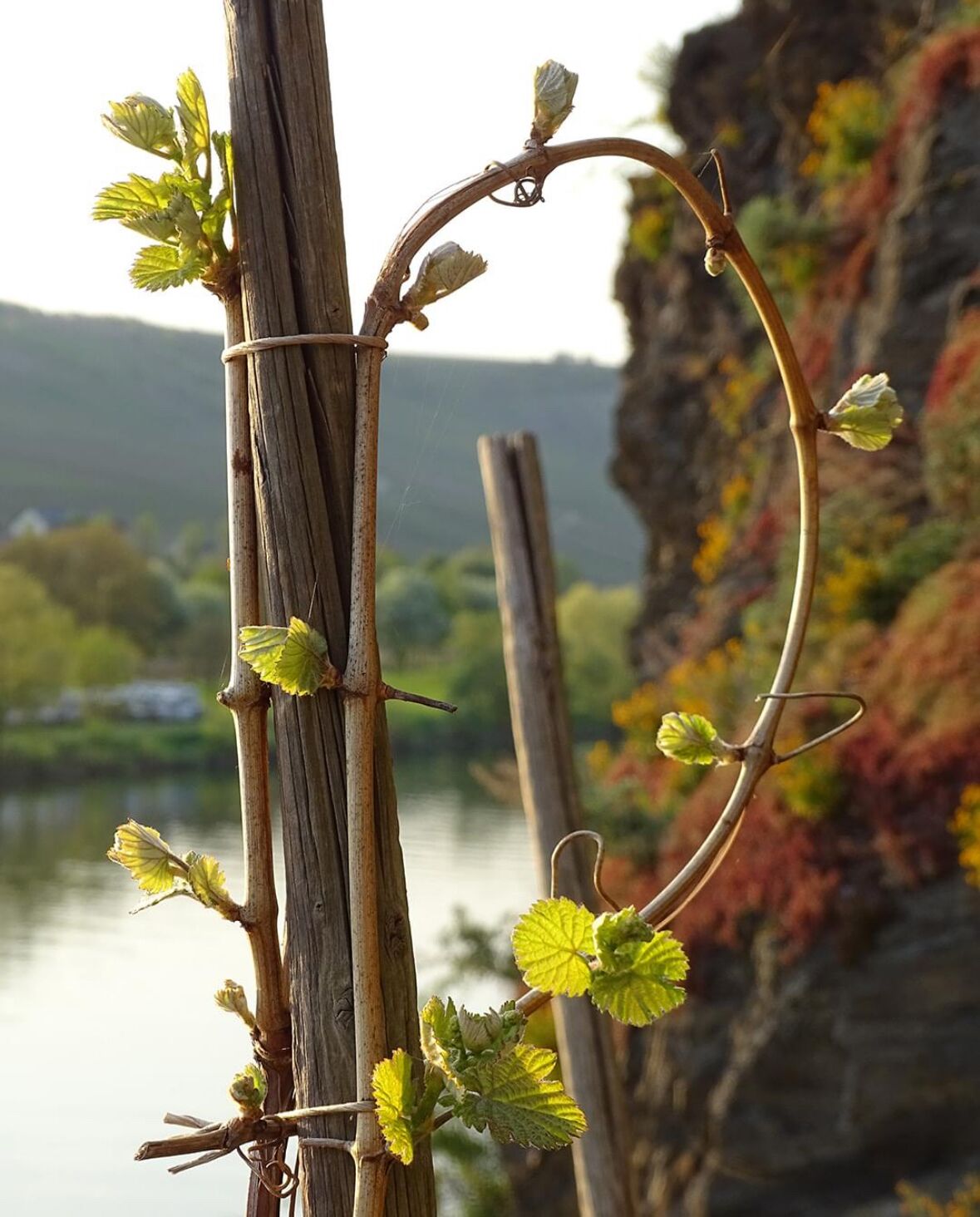A vineyard with grapevines supported by wooden stakes, set against a backdrop of a lake and a mountainous landscape.