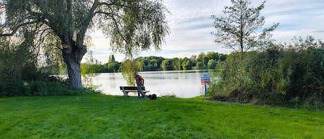 A park with a lake, a bench, and a sign indicating a zone navigable by seagulls.