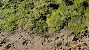 Une plage où le sable et les zones rocheuses sont recouverts d’algues vertes.
