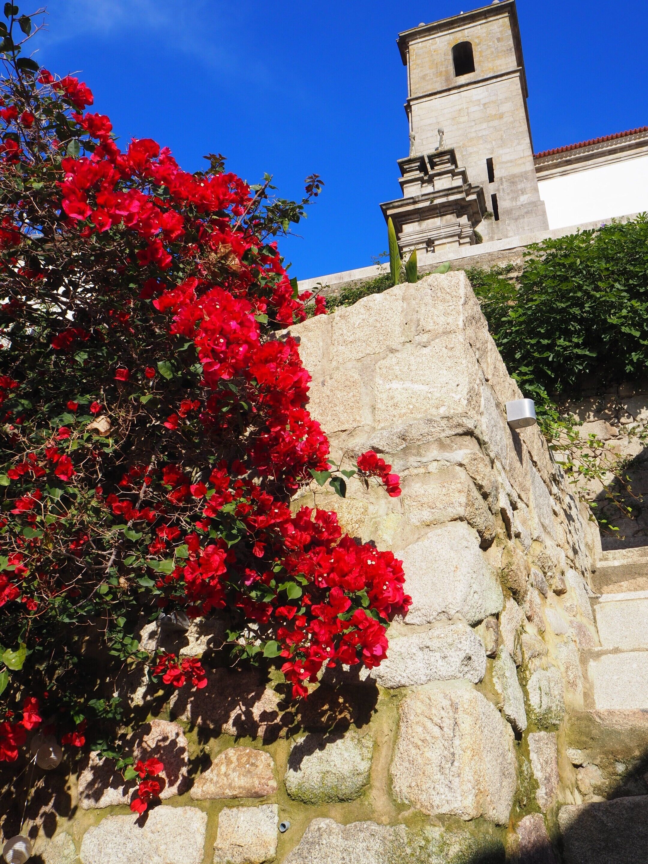 A stone wall with red flowers and a bell tower in the background.