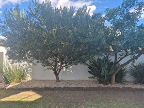 Un arbre aux feuillages denses se dressant devant un mur.