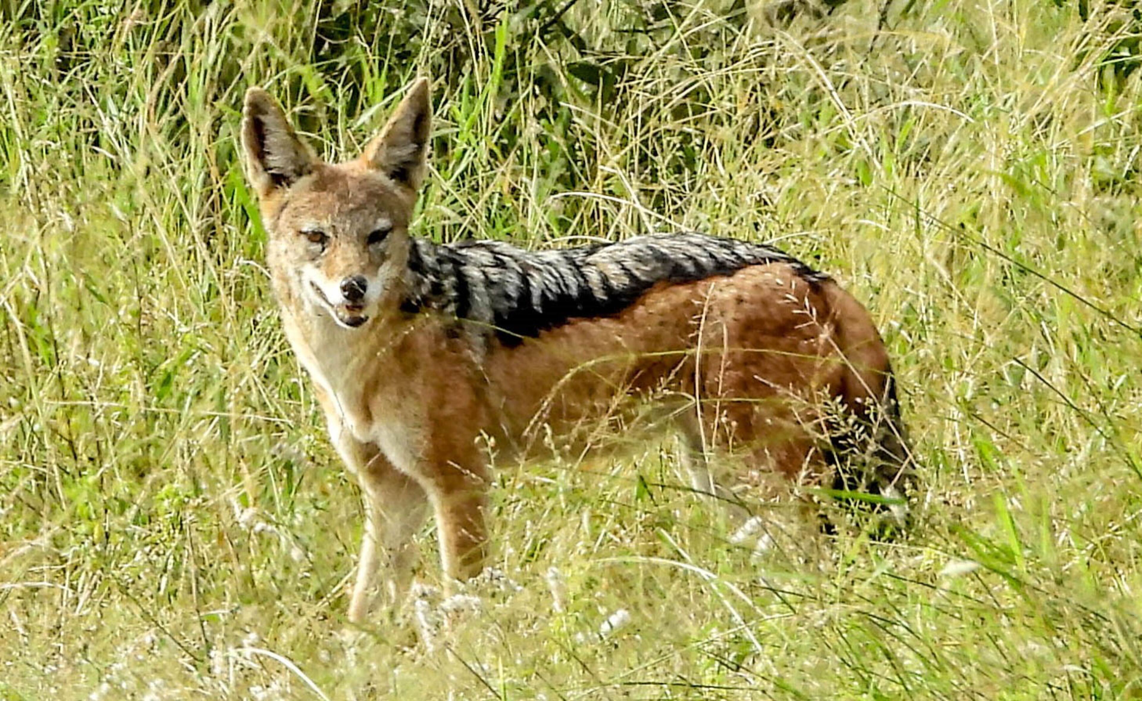 A coyote in tall grass.