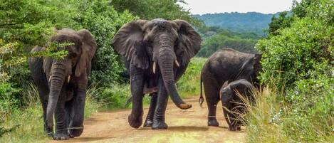 Three elephants walking on a dirt path surrounded by greenery.