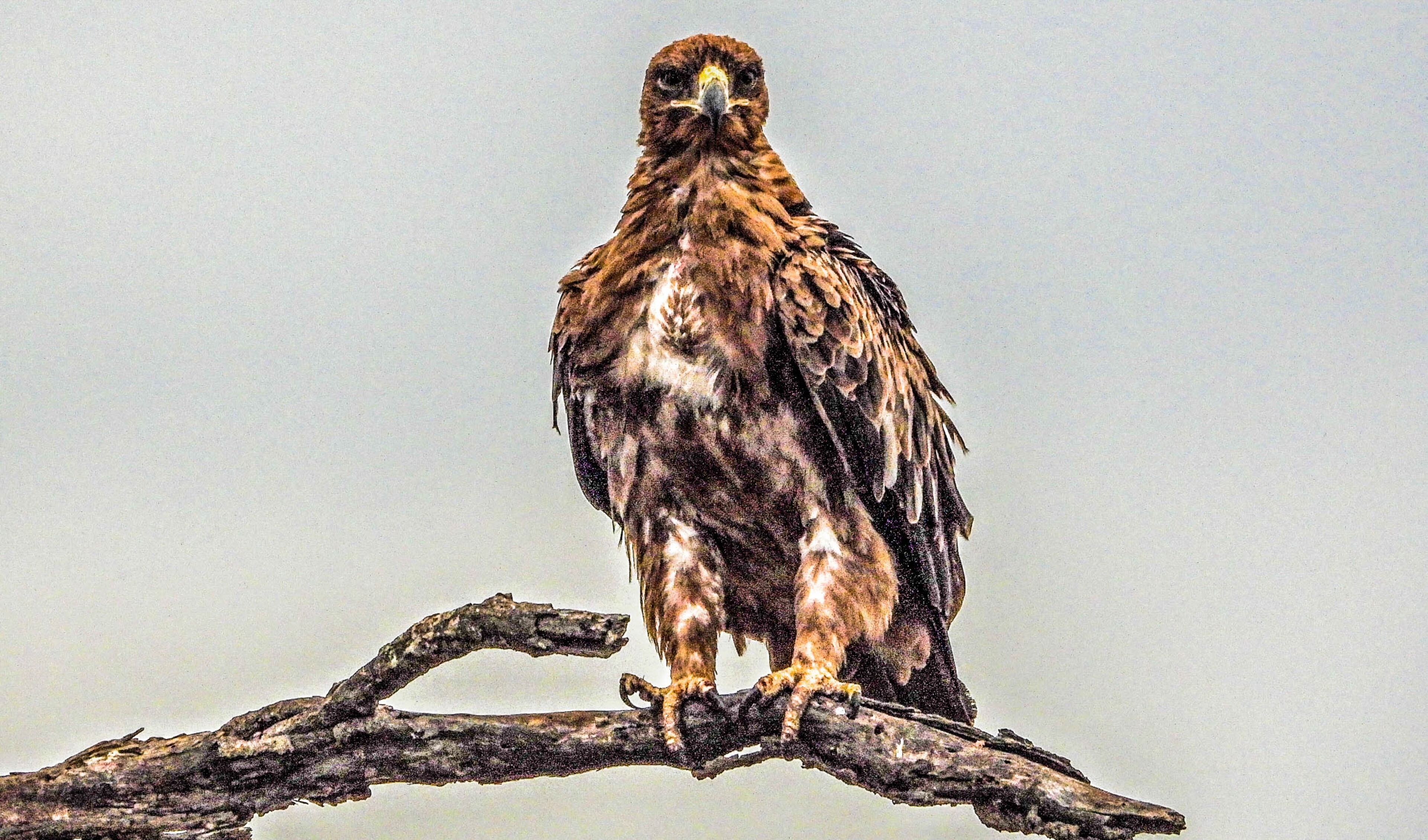 A bird perched on a branch.
