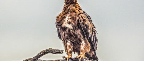 A bird perched on a branch.