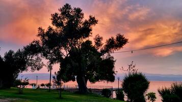 A large tree in a park with a view of a body of water and distant mountains.