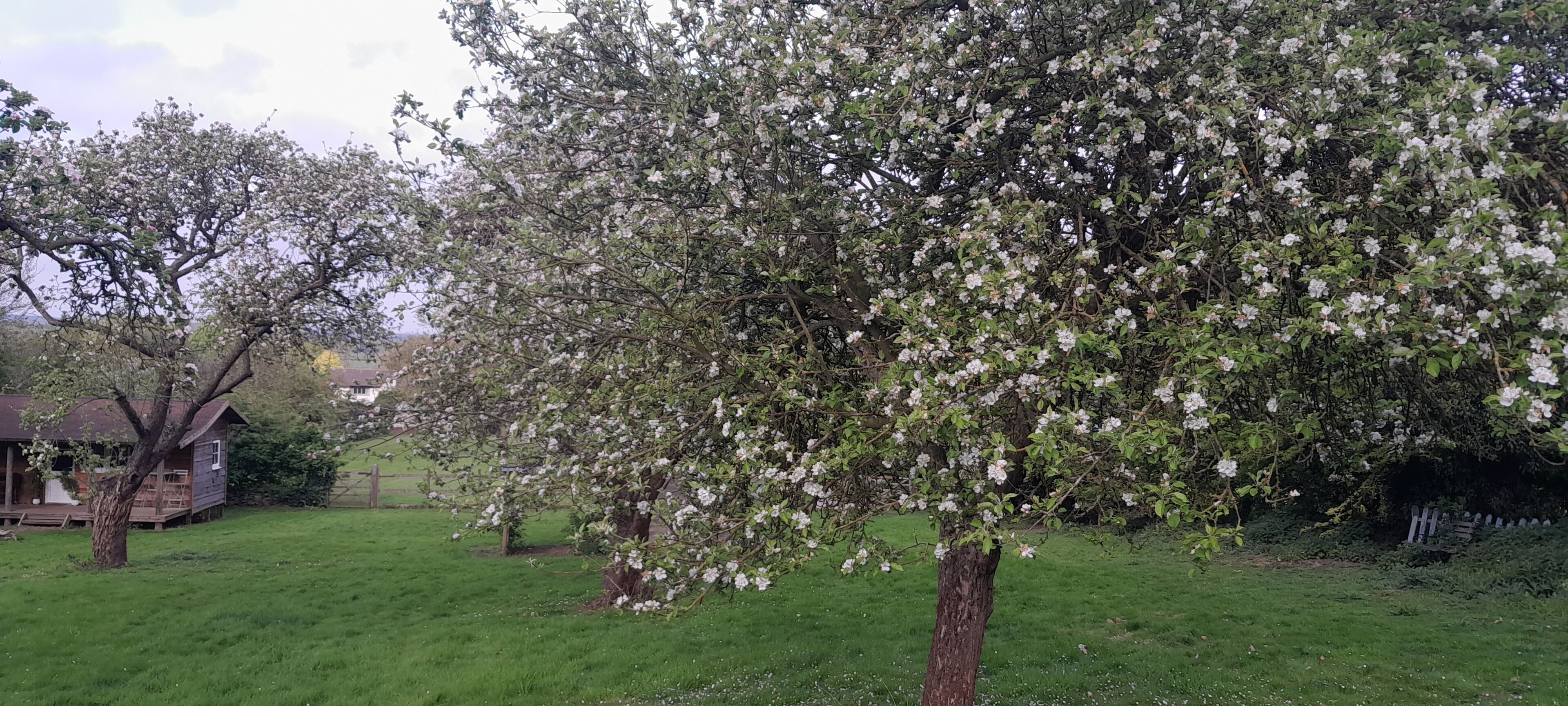 Een boom met witte bloesems in een grasrijke omgeving, met een houten constructie op de achtergrond.
